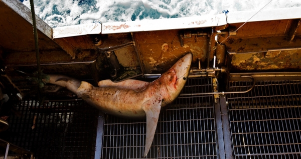 청새리상어가 스페인 어선이 풀어놓은 낚싯줄에 걸려 죽음에 이르고 있다. @그린피스<br>