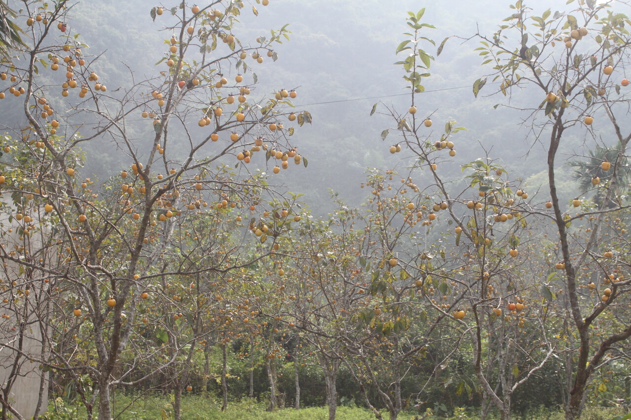 감나무가 즐비한 풍경이 우리네 시골 같다. 촬영=윤재훈 기자