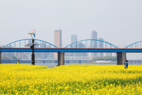 한강 서래섬 꽃 축제 / 사진=서울시 제공