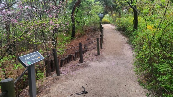 소나무 힐링숲 산책로/사진=서울시 제공