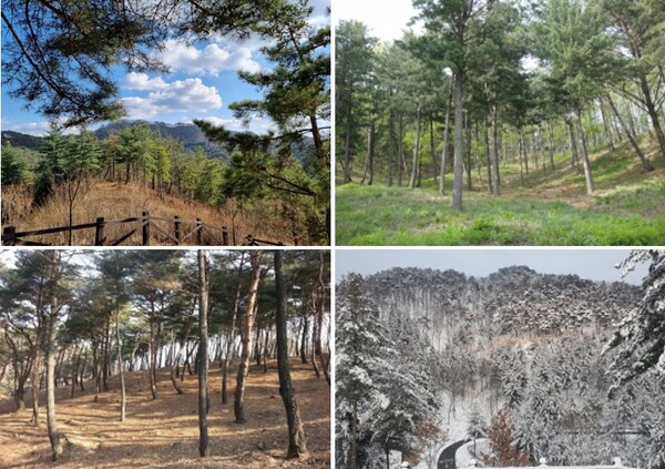 국립하늘숲추모원 4계절, 왼쪽부터 봄, 여름, 가을, 겨울. 사진=국립하늘숲추모원 제공