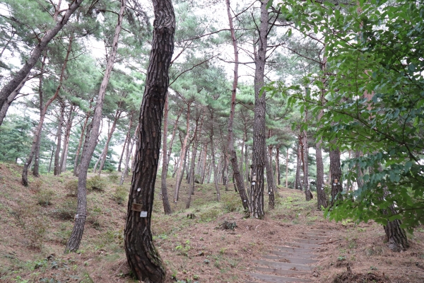 국립하늘추모원의 수목장림은 자연 그대로의 모습이다. 촬영=김남기 기자<br>